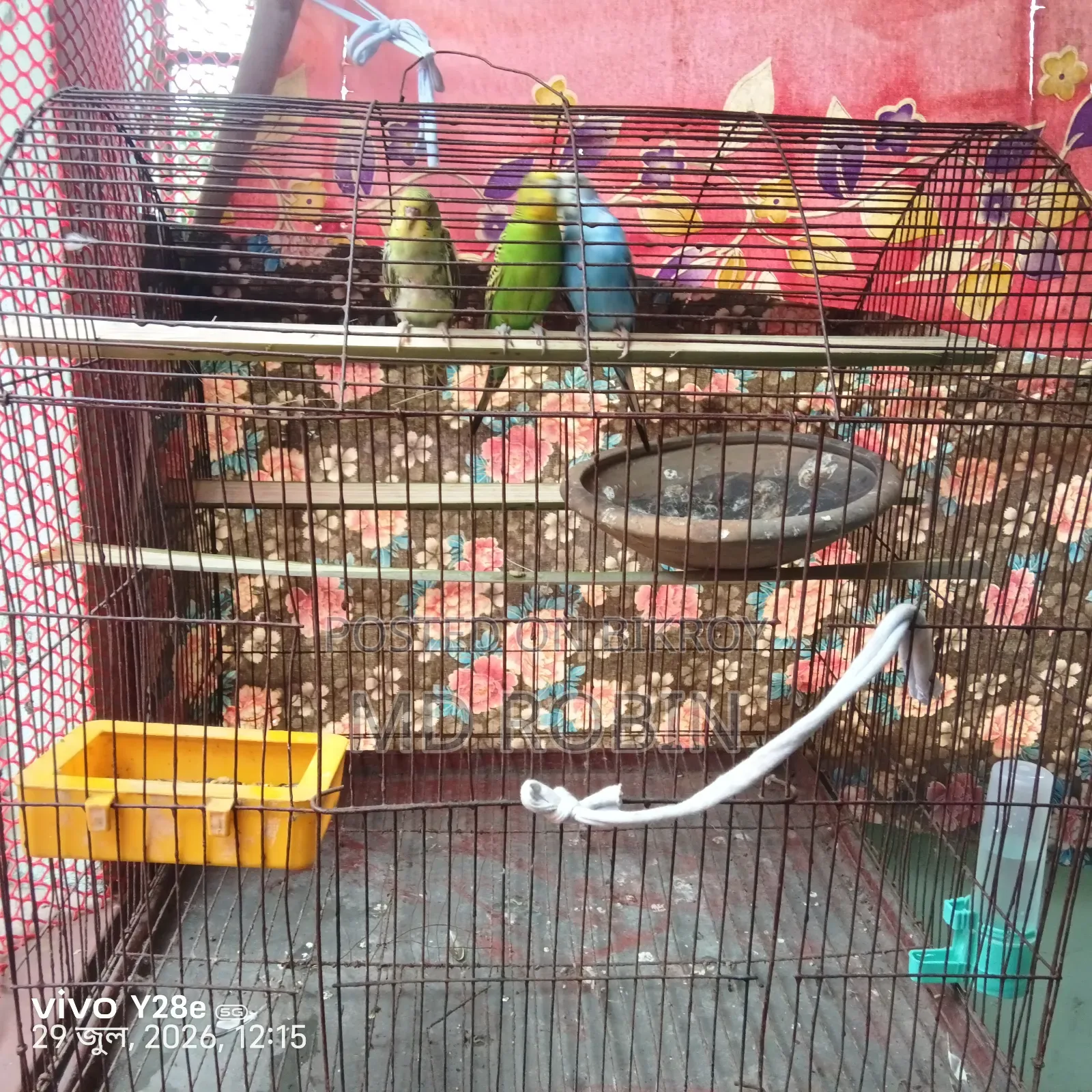 বাজিগর পাখি