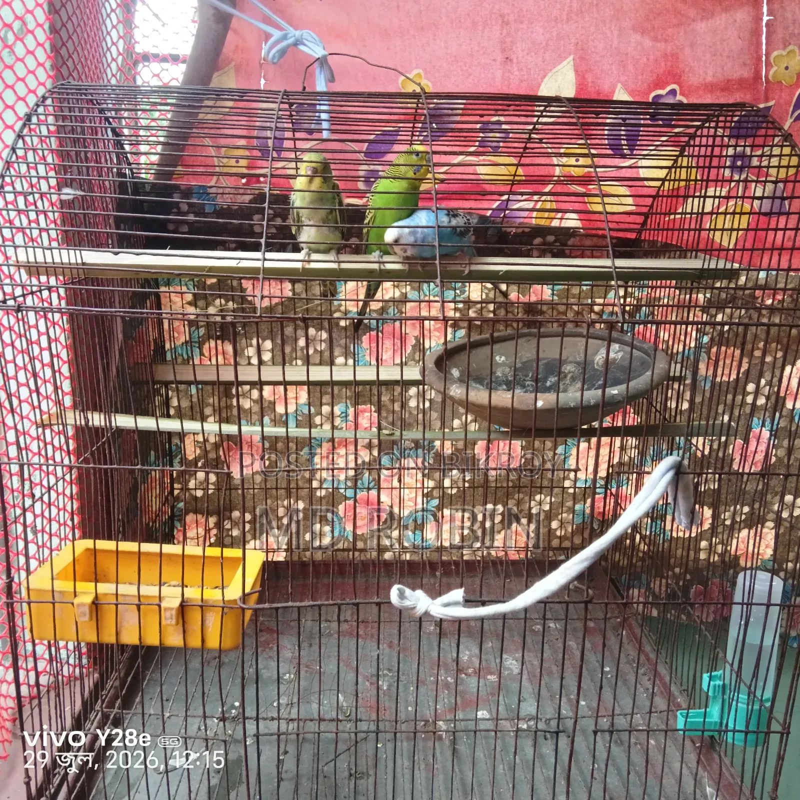 বাজিগর পাখি