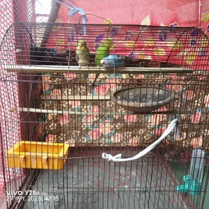 বাজিগর পাখি