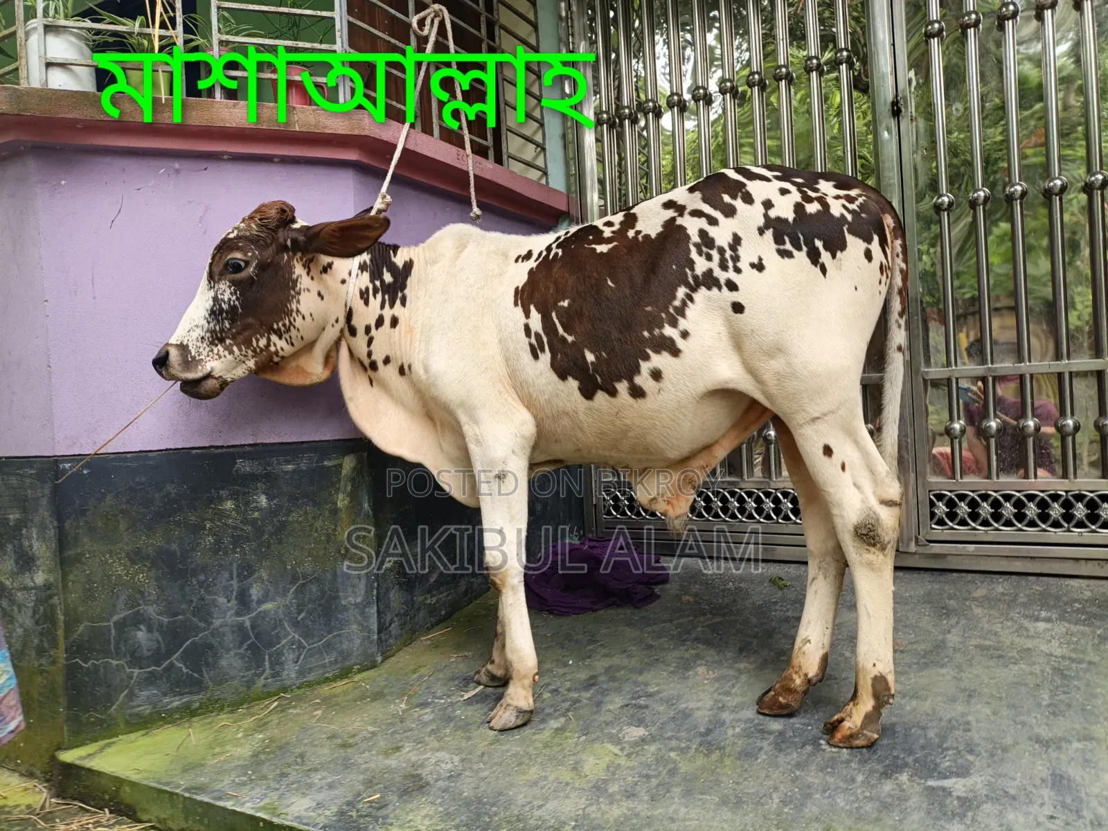 Gir Cross Bull Calf