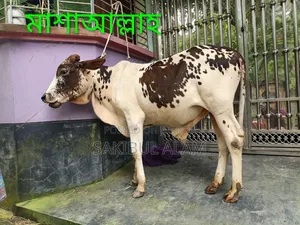 Gir Cross Bull Calf