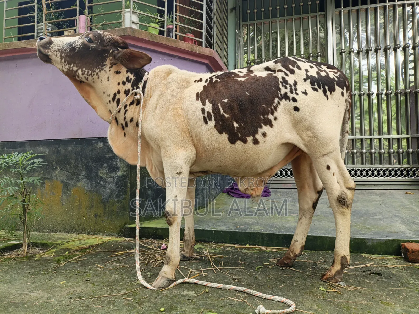 Gir Cross Bull Calf