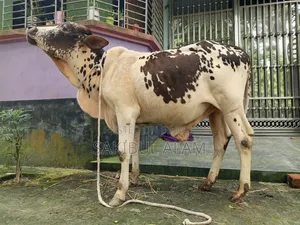 Gir Cross Bull Calf
