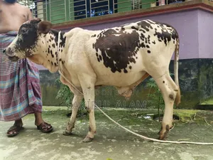 Gir Cross Bull Calf