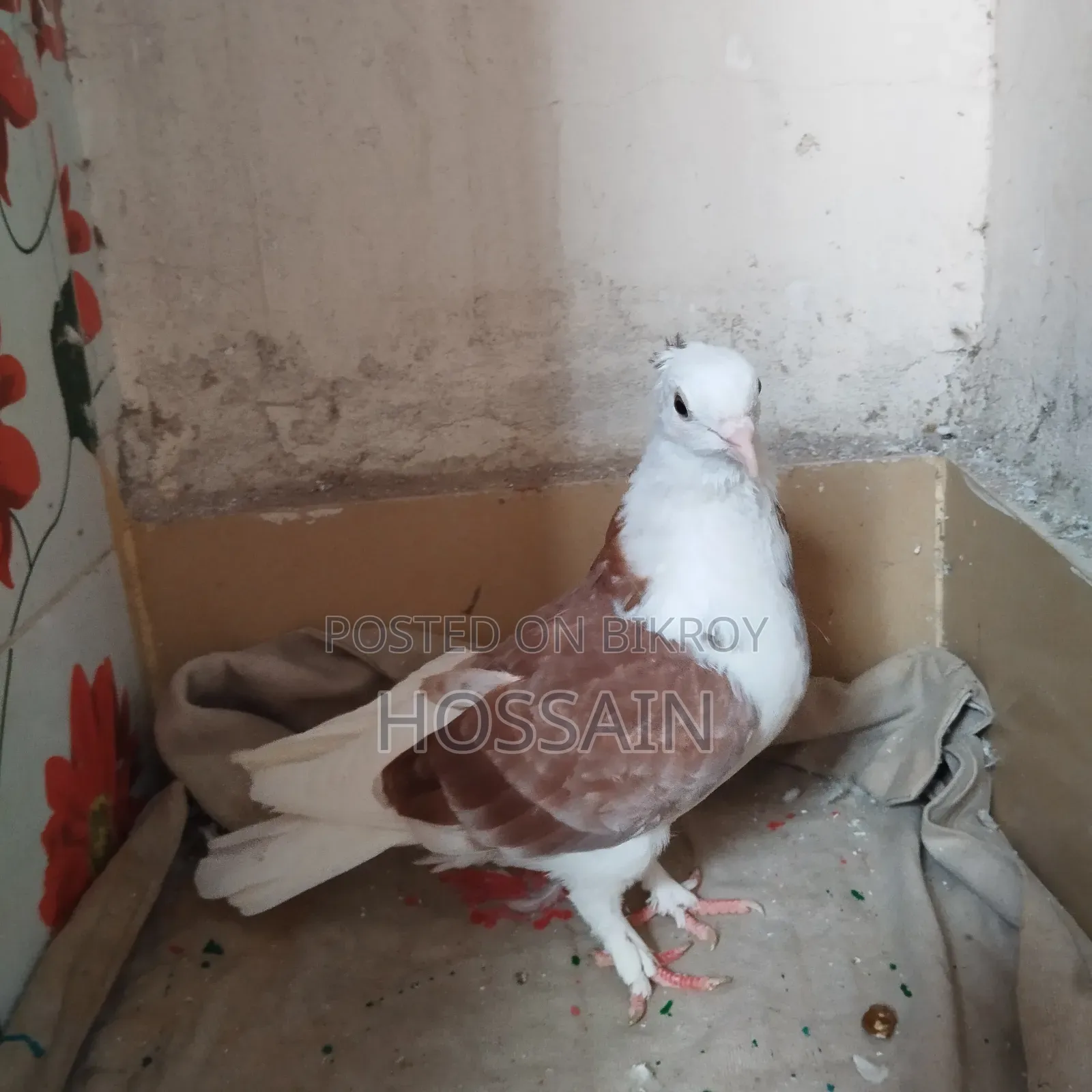 গররা (নর) কবুতর