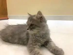 1-3 Months Male Mixed Breed Persian