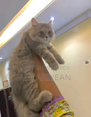 1-3 Months Male Mixed Breed Persian