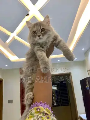 1-3 Months Male Mixed Breed Persian