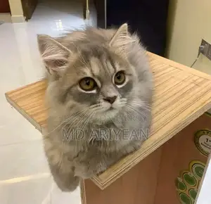 1-3 Months Male Mixed Breed Persian