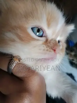 1-3 Months Male Mixed Breed Persian