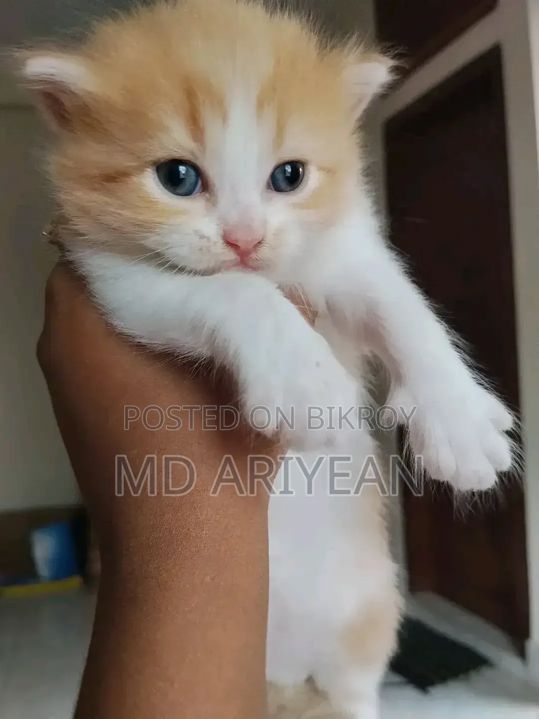 1-3 Months Male Mixed Breed Persian