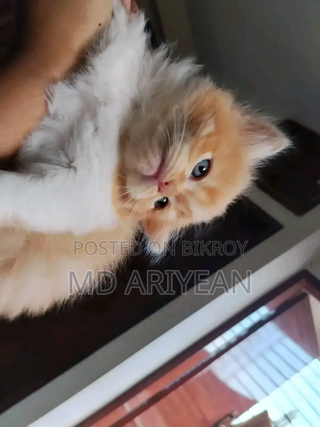 1-3 Months Male Mixed Breed Persian