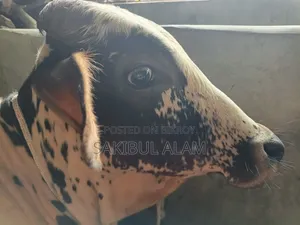 Gir Cross Bull Calf