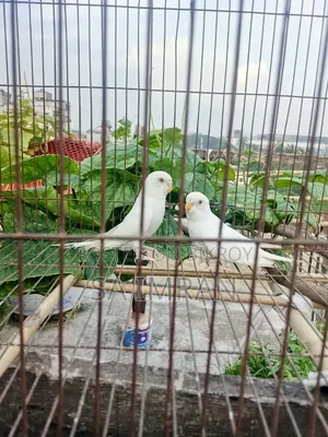 ২ টা এলবিনো বাজ্রিগার পাখি