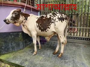 Gir Cross Bull Calf
