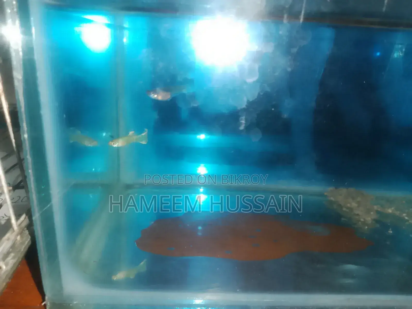 ৬টি বাচ্চা সহ ফ্যােন্সি মাস্টার পেয়ার গুপি মাছ