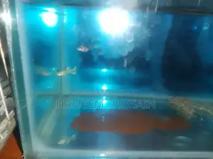 ৬টি বাচ্চা সহ ফ্যােন্সি মাস্টার পেয়ার গুপি মাছ