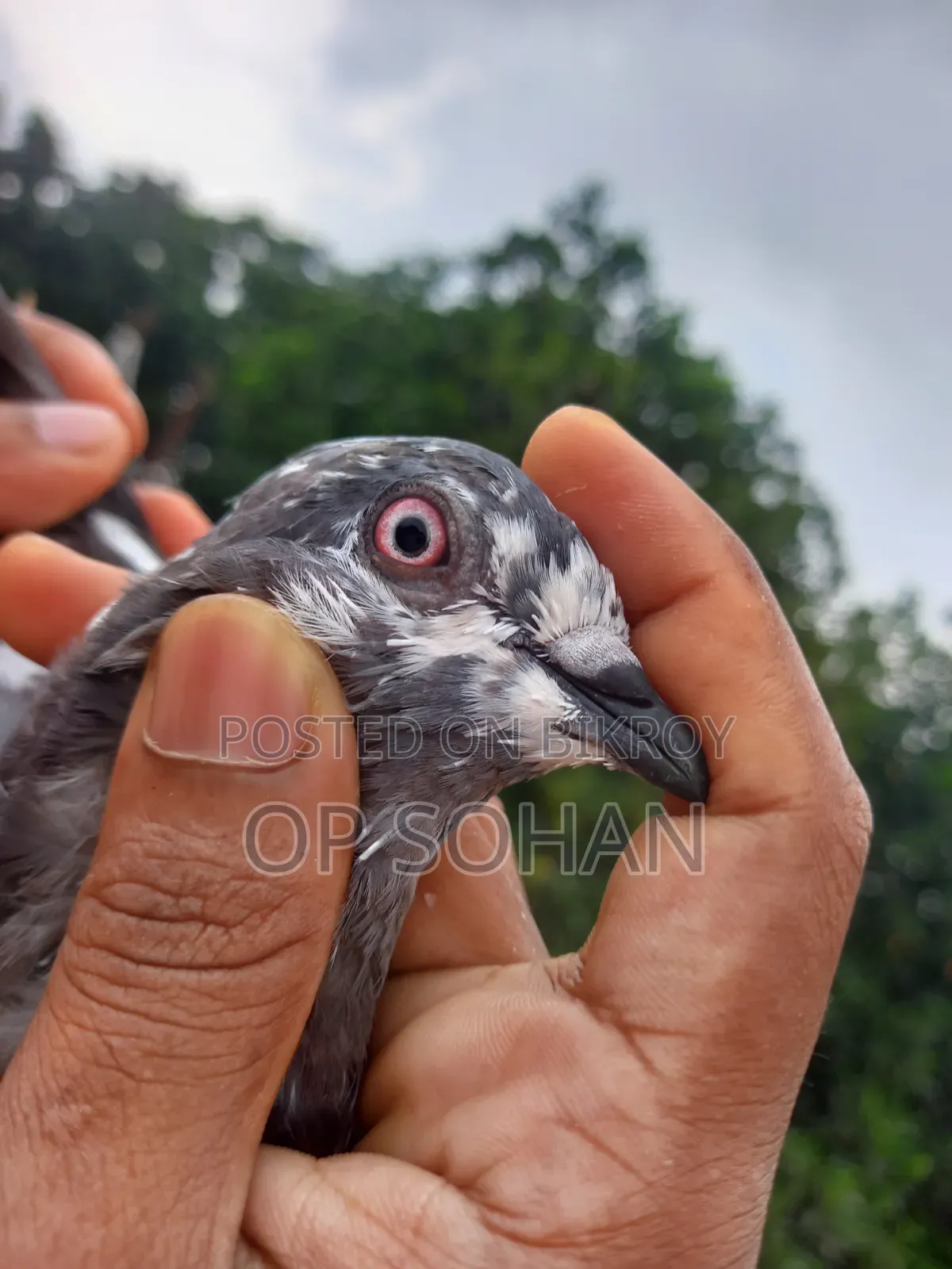 Napta Female Pigeon
