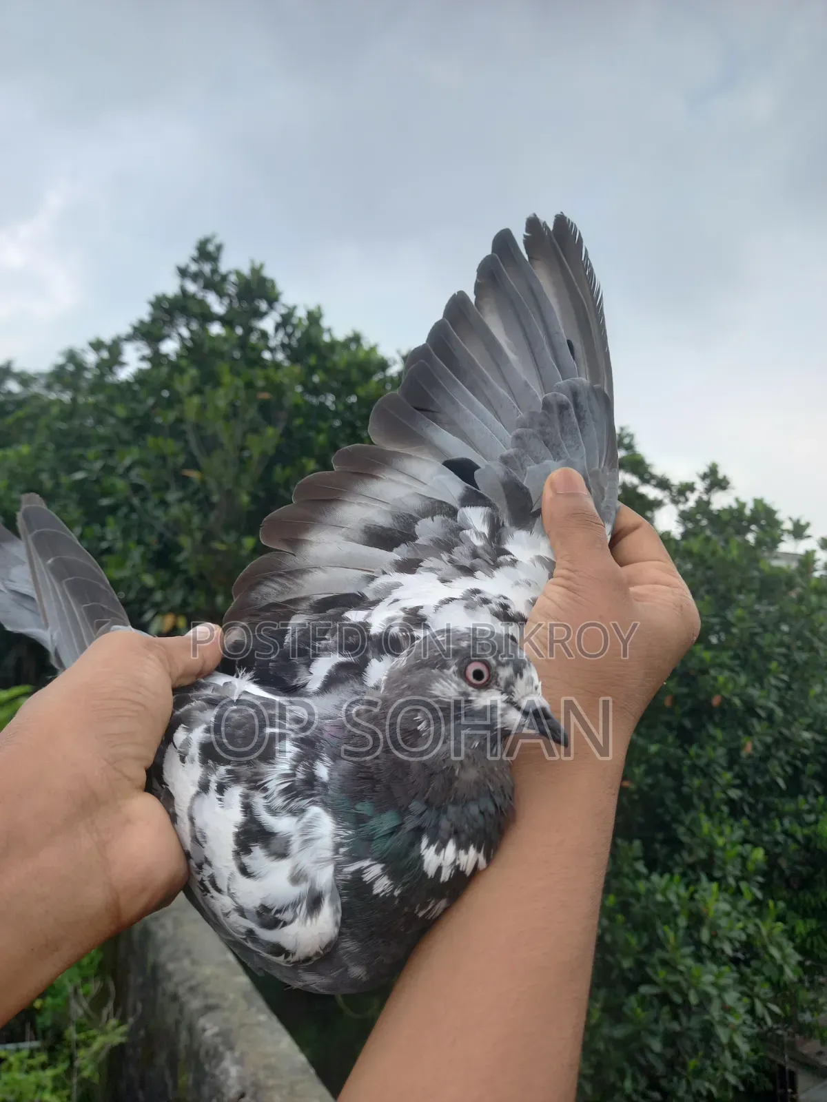 Napta Female Pigeon