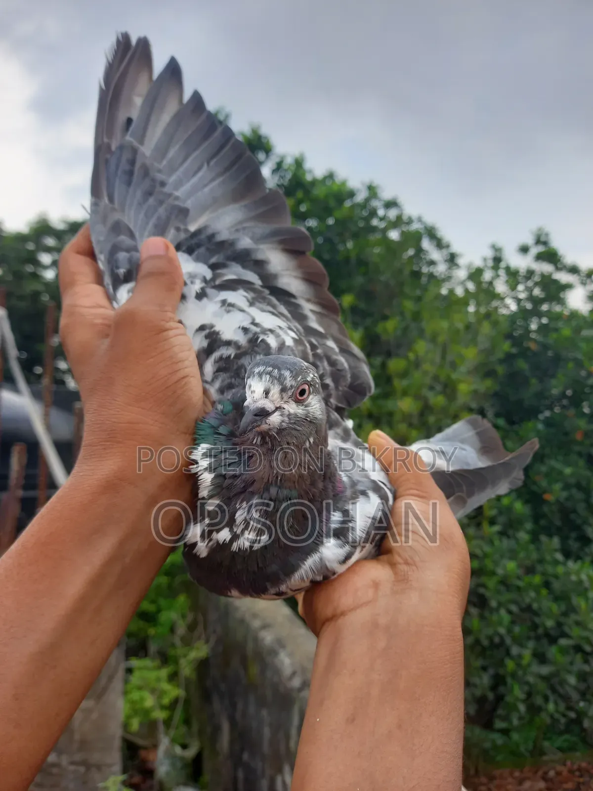 Napta Female Pigeon