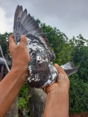 Napta Female Pigeon
