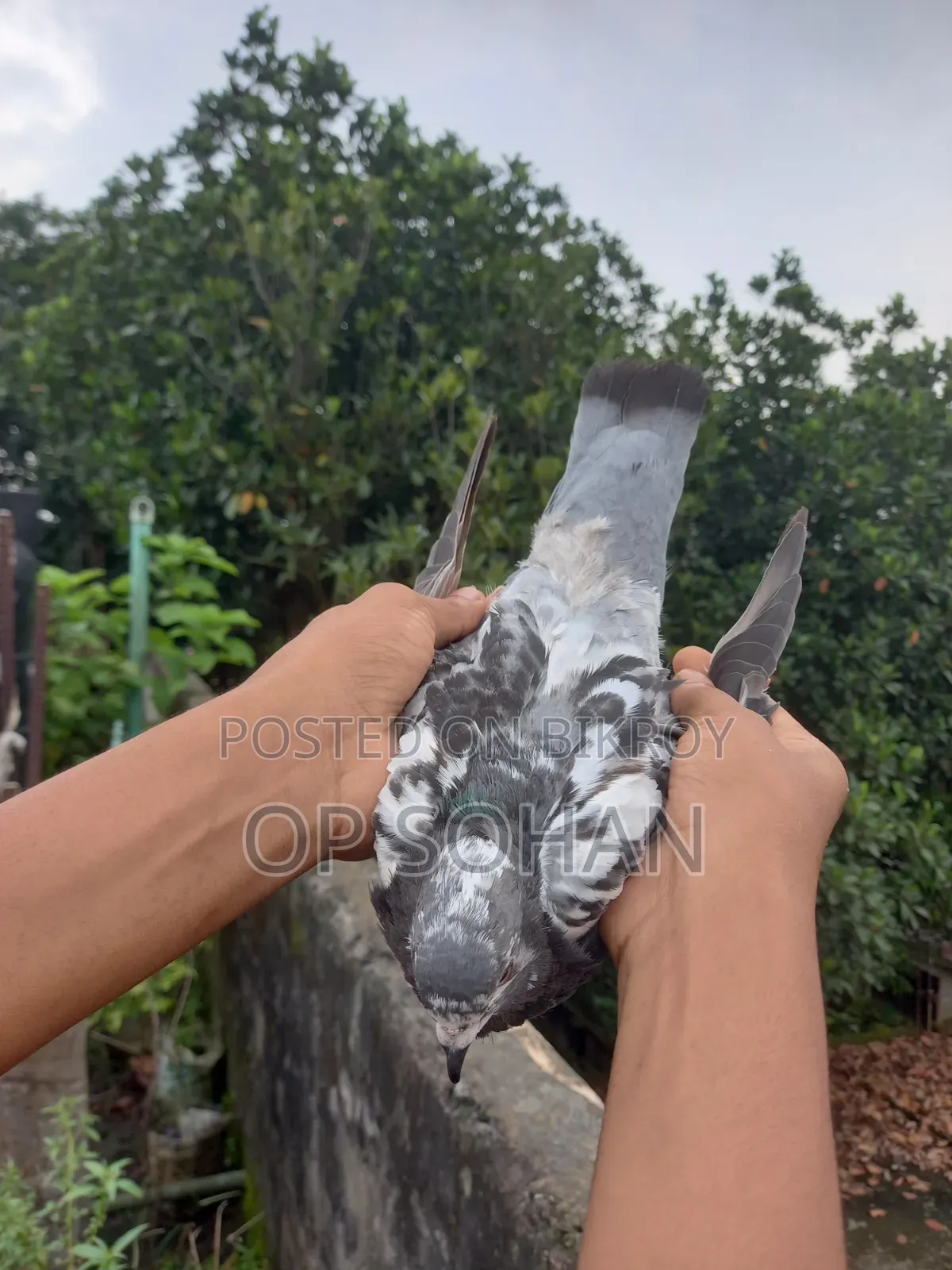 Napta Female Pigeon