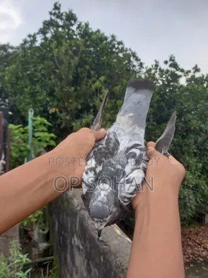 Napta Female Pigeon