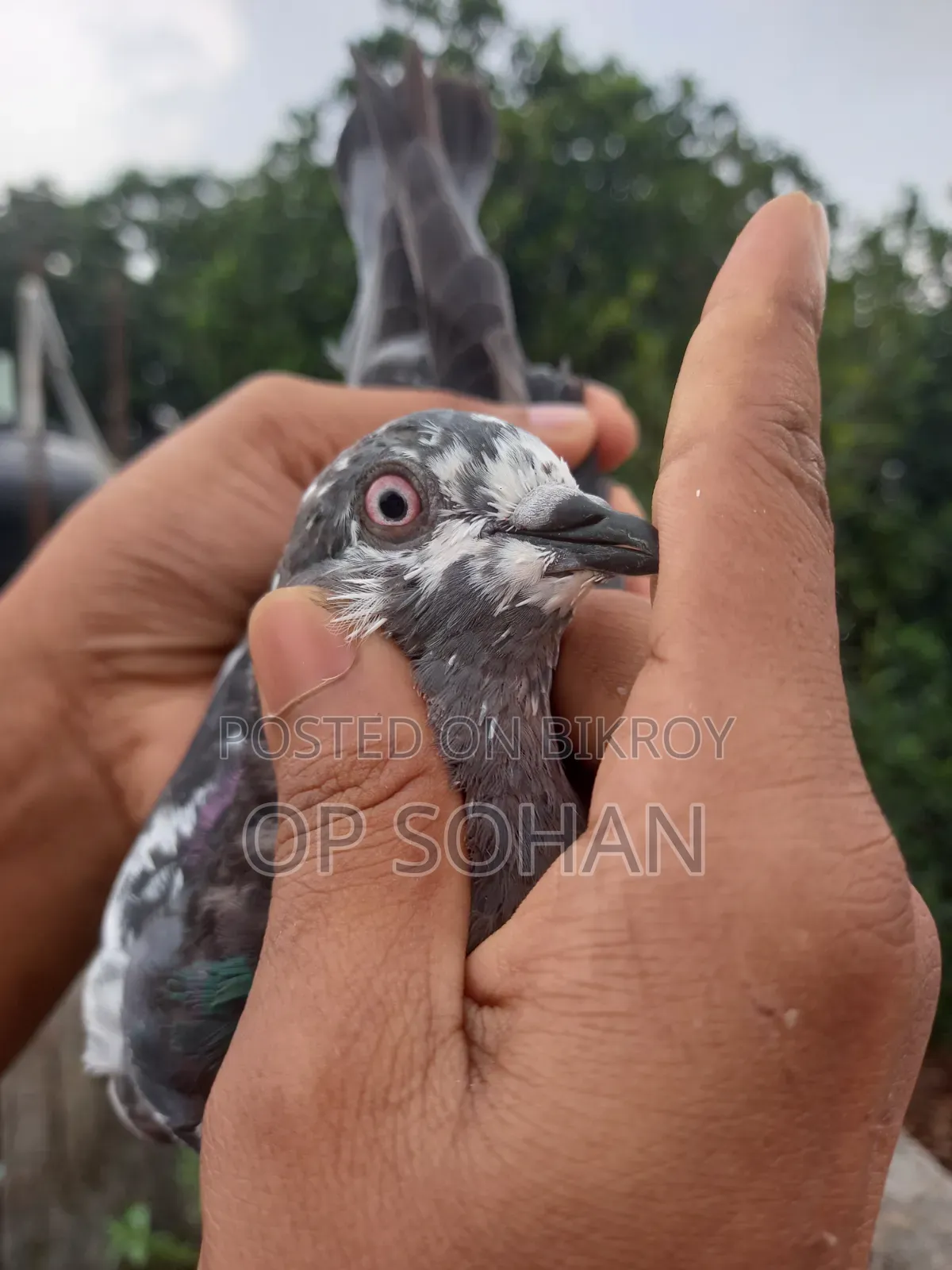 Napta Female Pigeon