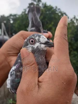Napta Female Pigeon