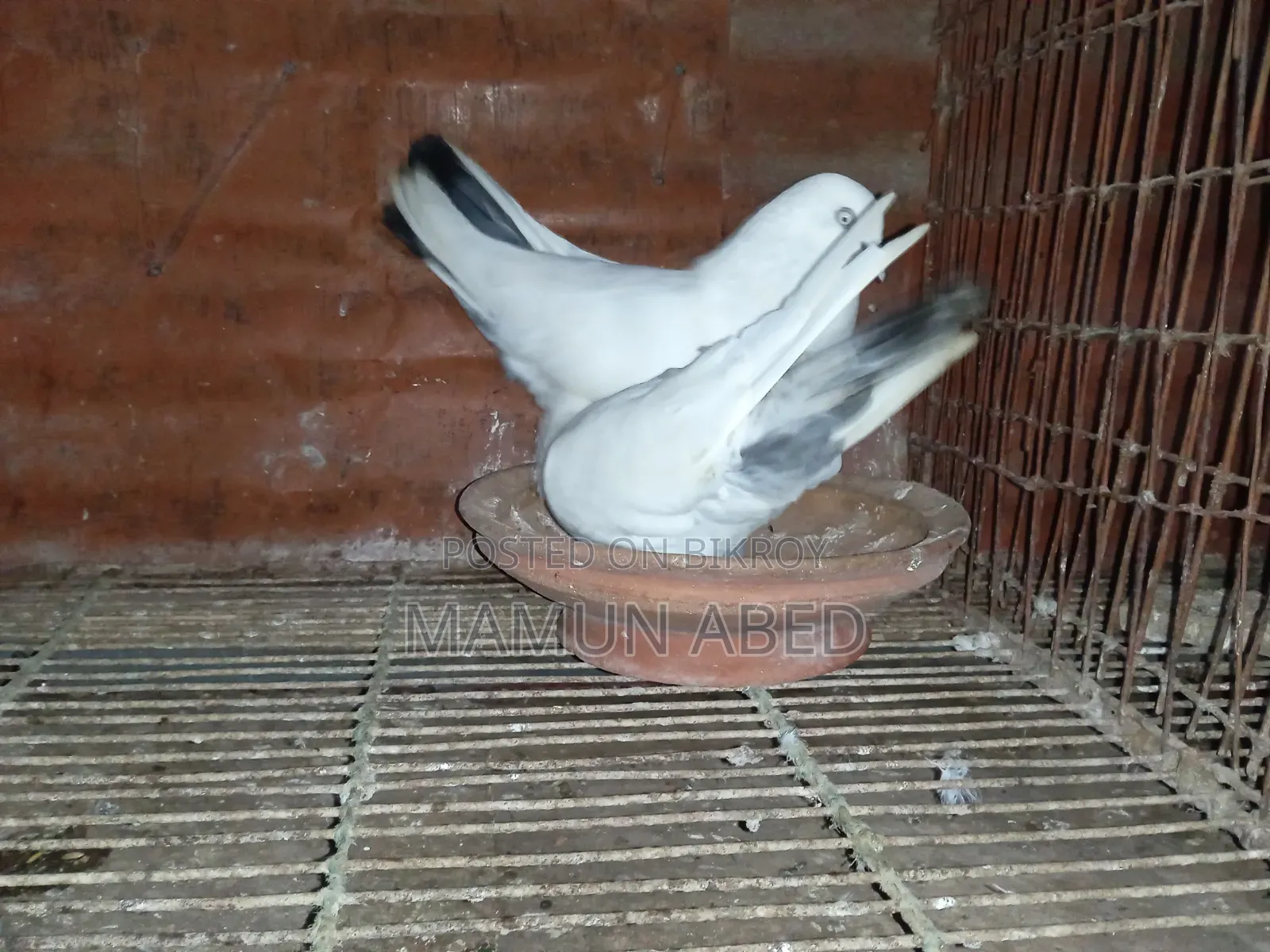 ভালো মানের কবুতার বিক্রি হবে। আর্জেন্ট