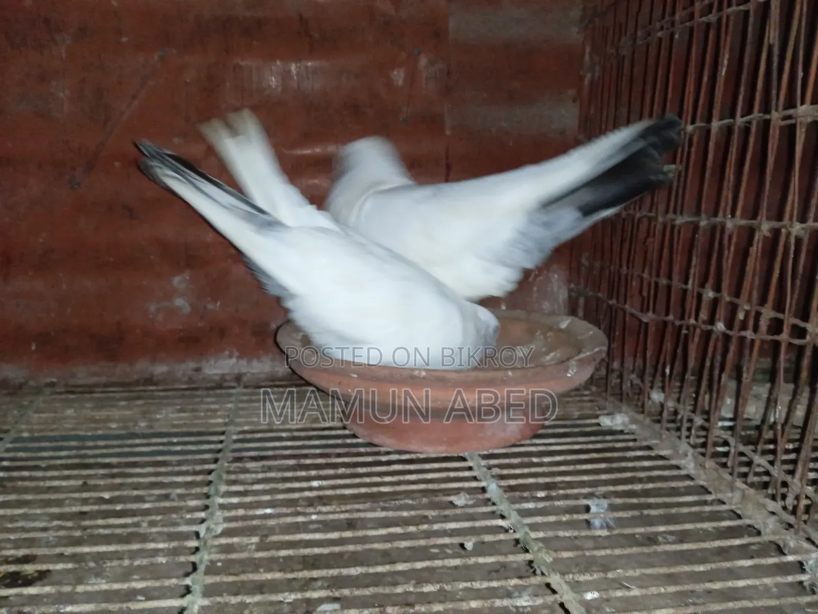 ভালো মানের কবুতার বিক্রি হবে। আর্জেন্ট