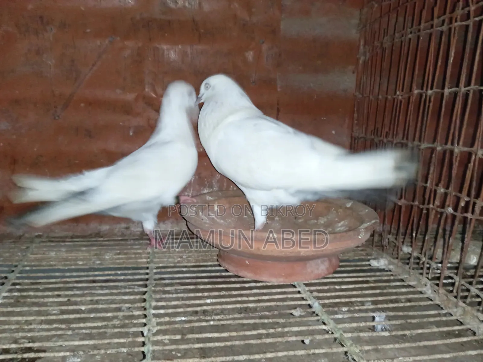 ভালো মানের কবুতার বিক্রি হবে। আর্জেন্ট