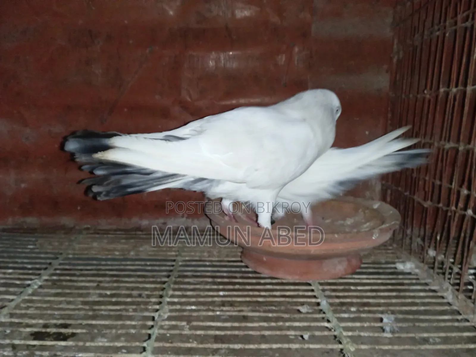 ভালো মানের কবুতার বিক্রি হবে। আর্জেন্ট