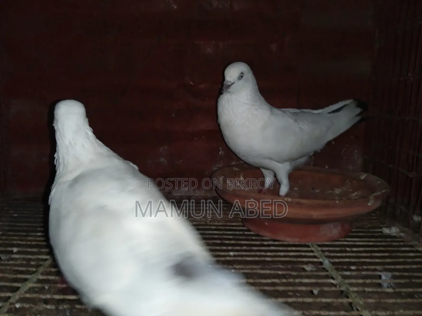 ভালো মানের কবুতার বিক্রি হবে। আর্জেন্ট