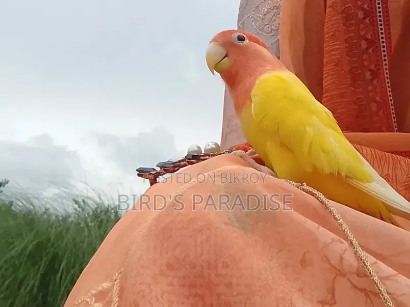 পোষা পাখি