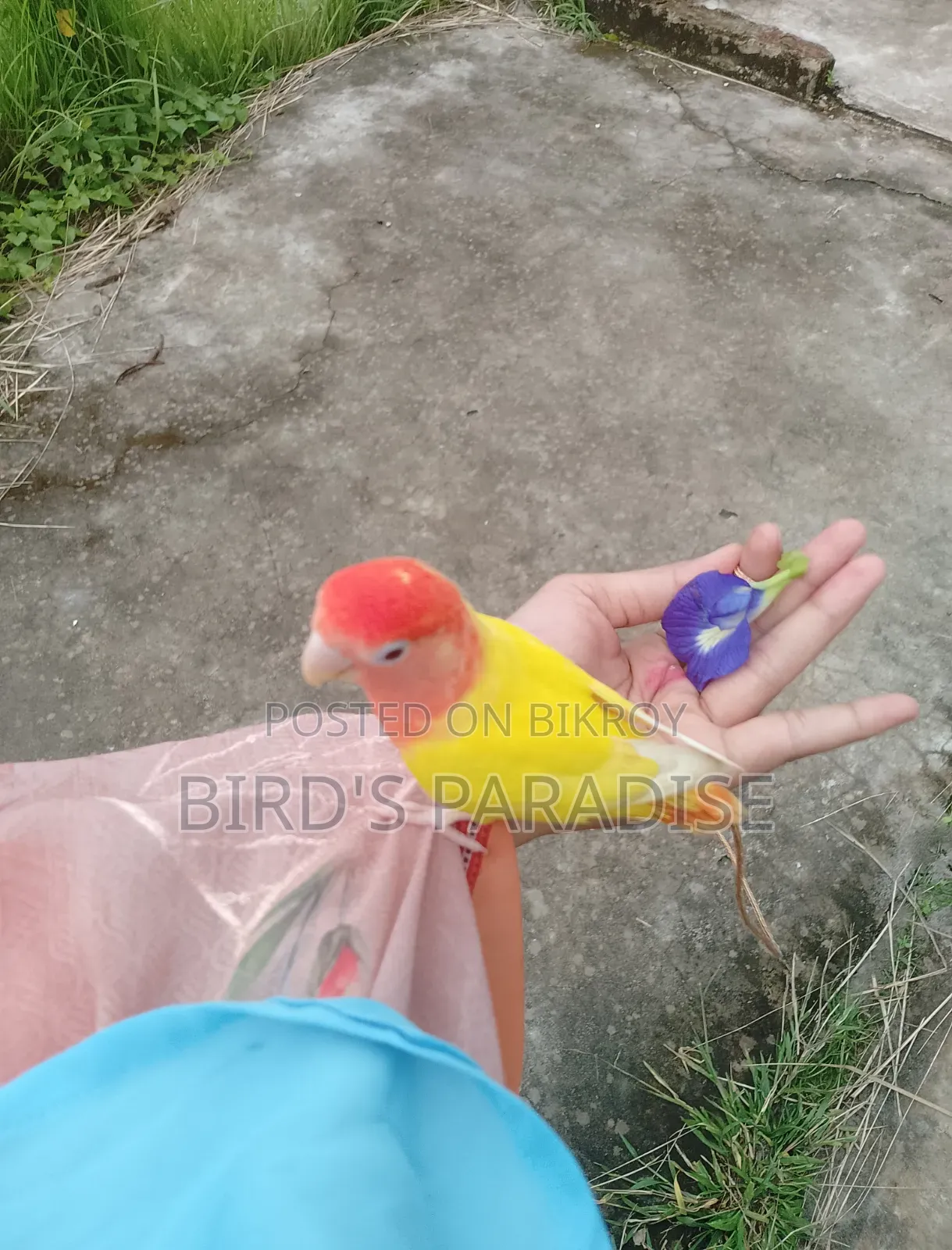 পোষা পাখি