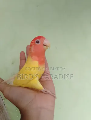 পোষা পাখি