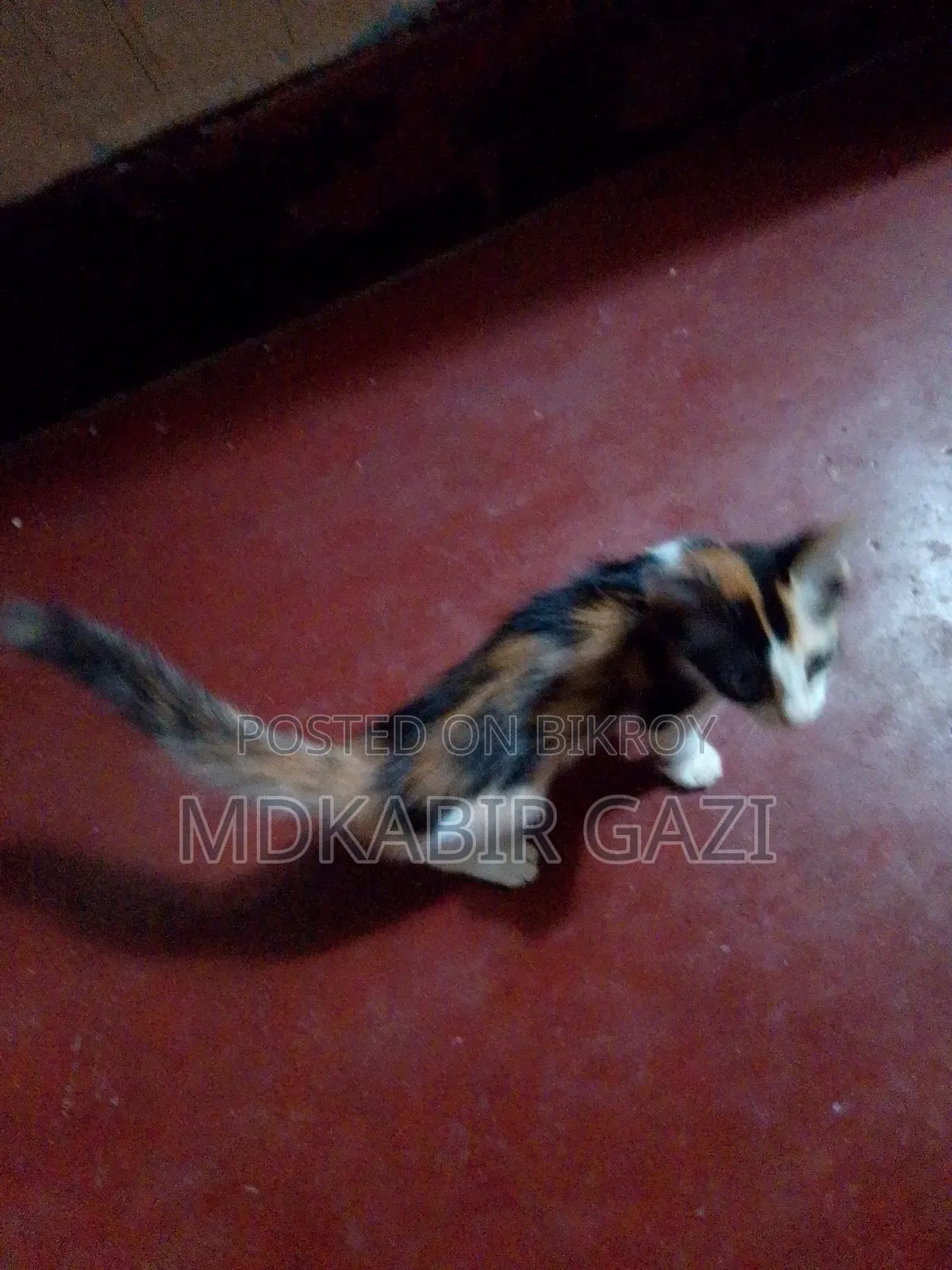 1-3 months Male Mixed Breed Persian