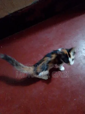 1-3 months Male Mixed Breed Persian