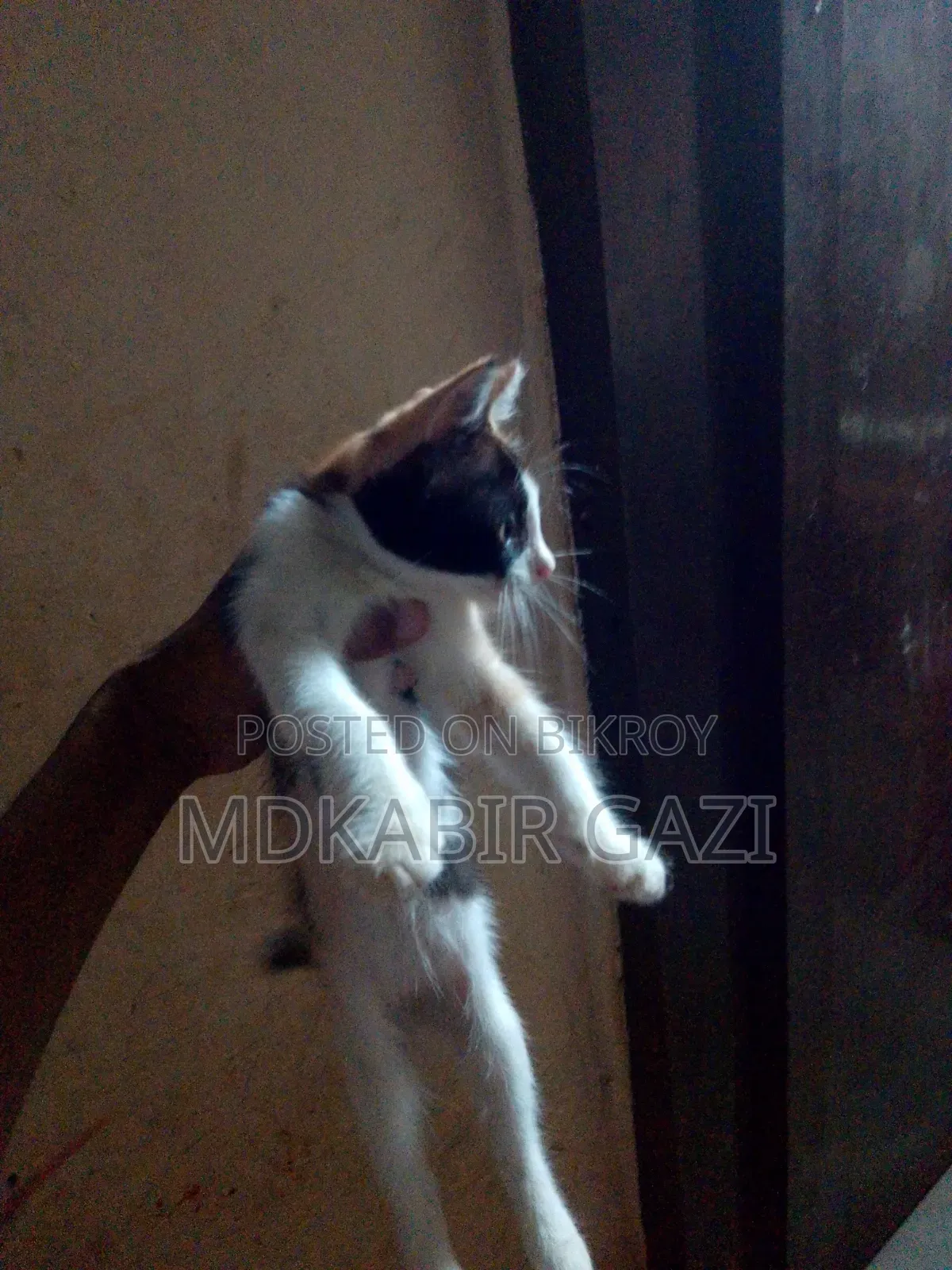 1-3 months Male Mixed Breed Persian