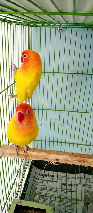Red Head Lutino Lovebirds