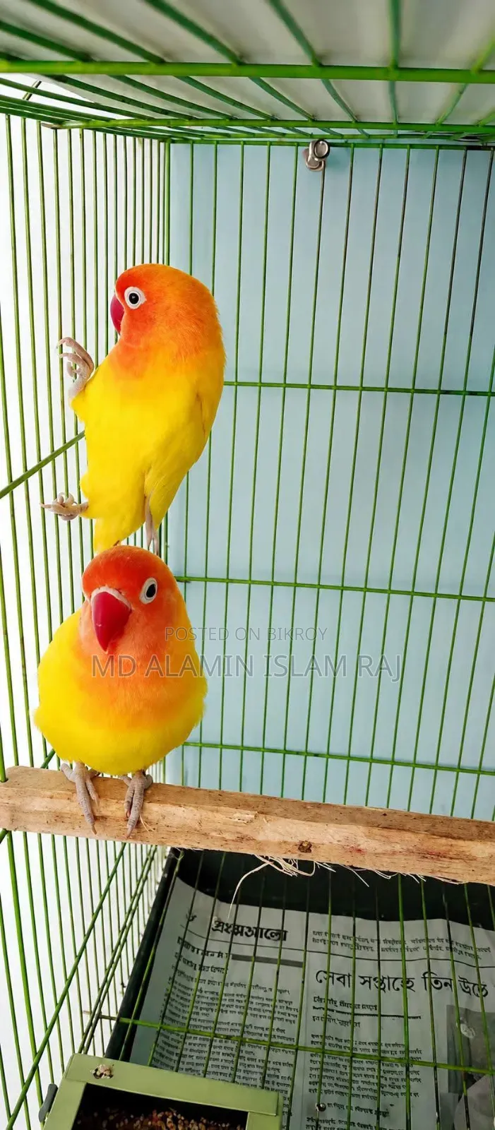 Red Head Lutino Lovebirds