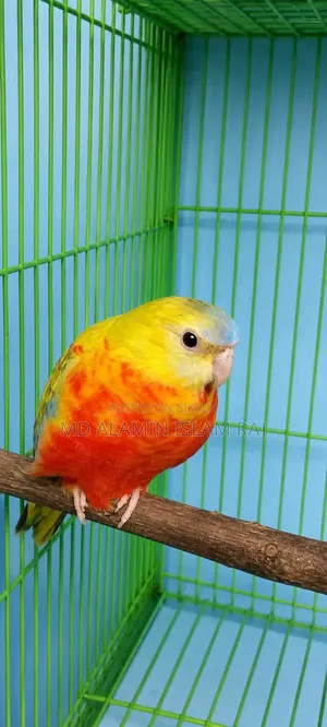 Turquoisine Cinnamon Female age 7 months.