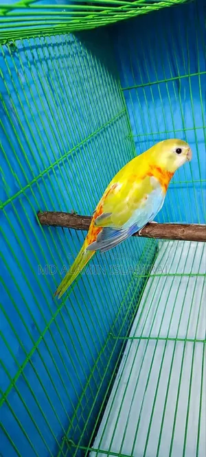Turquoisine Cinnamon Female age 7 months.