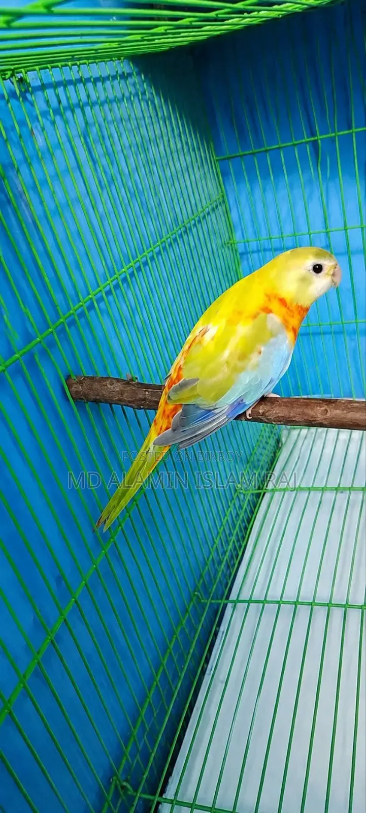 Turquoisine Cinnamon Female age 7 months.