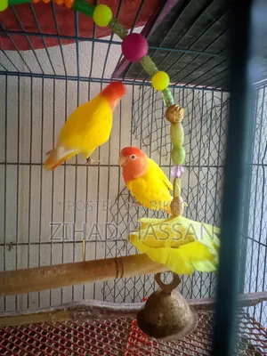 Love Birds