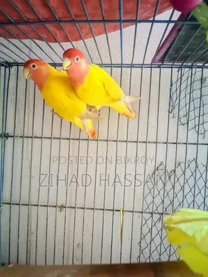 Love Birds