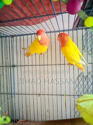 Love Birds