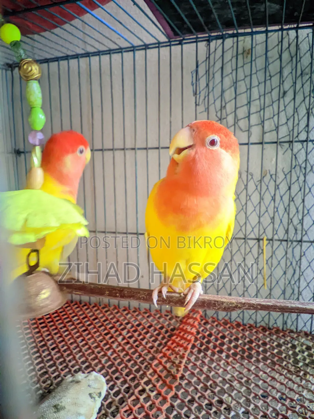 Love Birds
