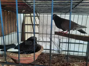 Golla Pigeon